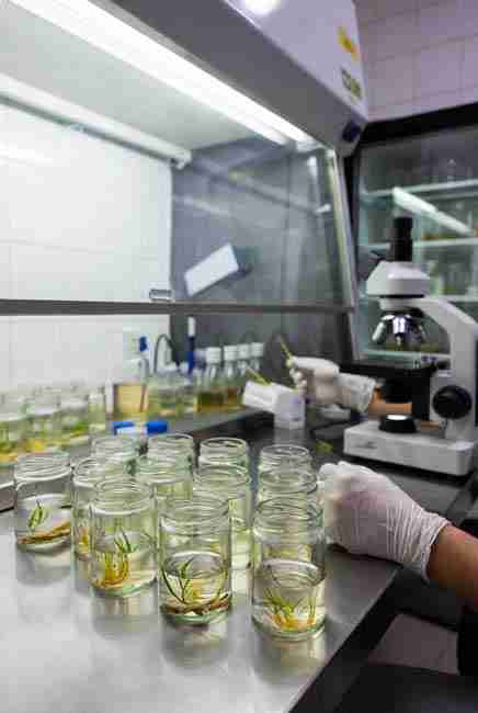Rejuvenating old cannabis strains through tissue culture micropropagation showing vigorous new growth from meristem tips in sterile jars after subcultures, restoring metabolism, faster growth and stronger terpenes for preserved Kratky-grown genetics