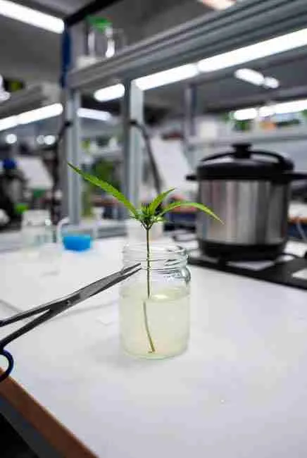 Preparing nutrient media for cannabis tissue culture micropropagation, featuring MS salts, sugar, agar mixed in distilled water, pH adjusted to 5.7-5.8, poured into mason jars, pressure cooked, cooled, and sterile explant placed using tweezers in beginner sterile lab setup