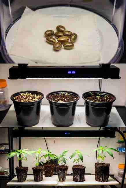 Runtz Cannabis Seeds germination using paper towel method with seeds placed between damp towels on plates in warm dark setup