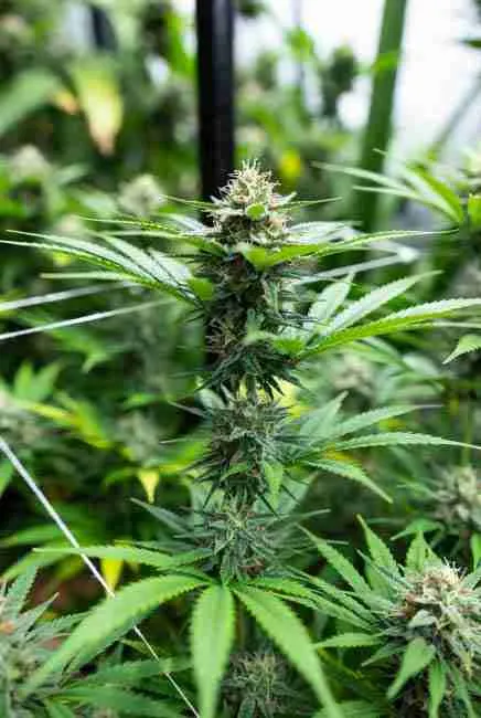 Sour Diesel cannabis during weeks one to three of flower showing intense vertical stretch requiring trellis net or yo-yo supports in controlled indoor environment