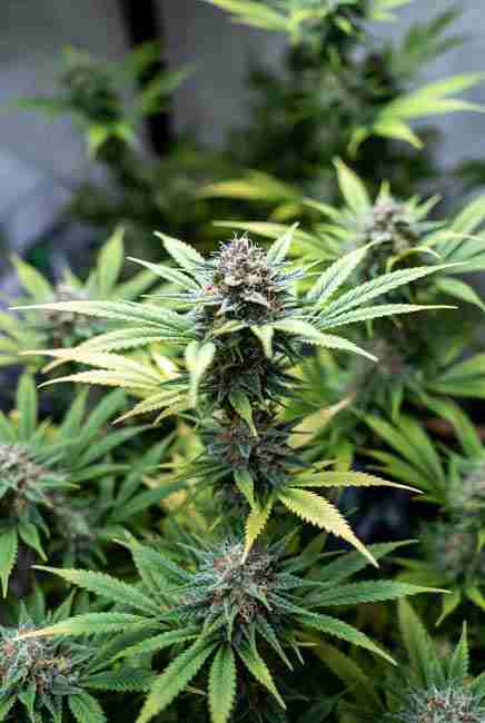 Runtz Cannabis Strain early flowering stretch under 12/12 light cycle with white pistils and LST training in grow tent