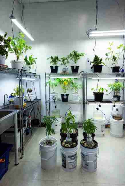 Real grower Kratky cannabis setup in 2026 with three 5-gallon buckets growing autoflower plants yielding 3.5 ounces each after 80 days zero electricity passive hydroponics cannabis system in home grow space