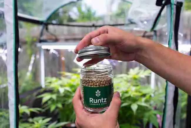 Person holding a jar of Runtz Cannabis Seeds inside a green grow tent with healthy cannabis seedlings in the background