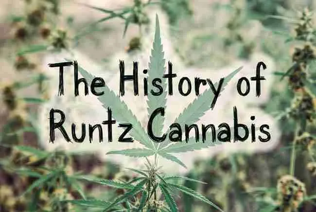 Small young cannabis plants in the background with text overlay that reads The history of runtz cannabis