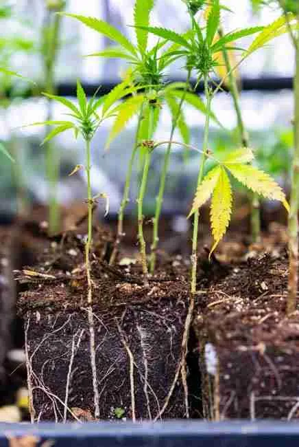Healthy cannabis seedlings with exposed strong white roots protected by beneficial nematodes in rich dark soil for natural pest control