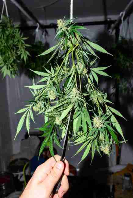 Trimmed Sour Diesel buds placed into glass jars after initial drying ready for curing with daily burping to develop sweeter flavor profile