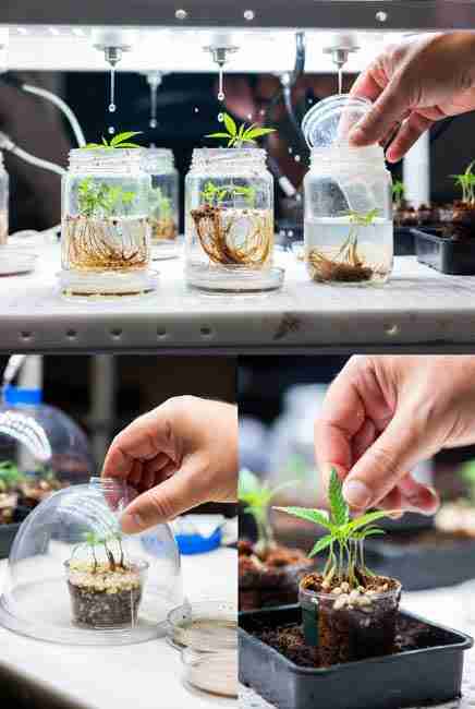 Acclimating tissue cultured cannabis plantlets to soil environment showing small pots with light mix, clear plastic domes maintaining 90% humidity under low light for 7-10 days, gradual dome opening over two weeks, and transplant to Kratky bucket for explosive growth in 2026 home setup