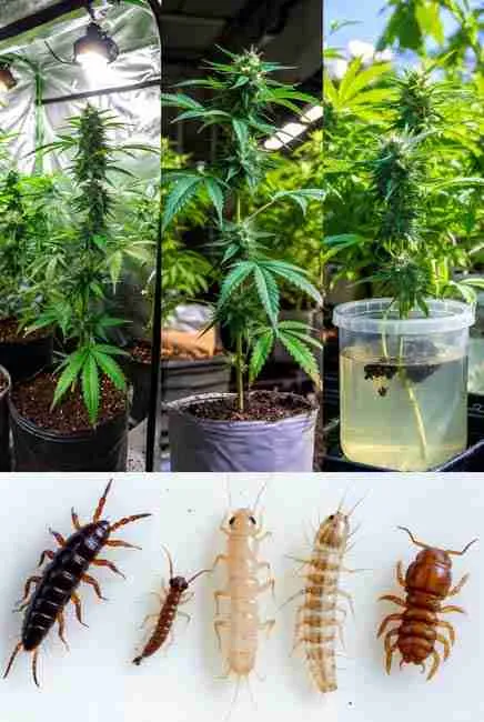 Collection of common soil pests targeted by beneficial nematodes cannabis including fungus gnat larvae, root aphids, thrips pupae, shore fly larvae, beetle grubs, and root weevils shown near healthy cannabis plants in grow setups