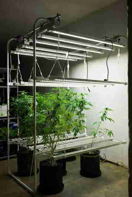 Kratky cannabis lighting setup with full-spectrum LED bars hung over multiple passive hydroponics buckets, ideal temperature and humidity control for no pump hydroponics marijuana, preventing plant tipping in compact 2026 home grow