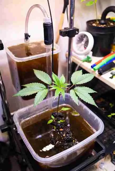 Close-up of cannabis in Kratky passive hydroponics system highlighting potential cons like tipping risk and nutrient level management, with large reservoir, top-off tube, and healthy plant in no pump hydroponics marijuana setup for 2026 beginner growers