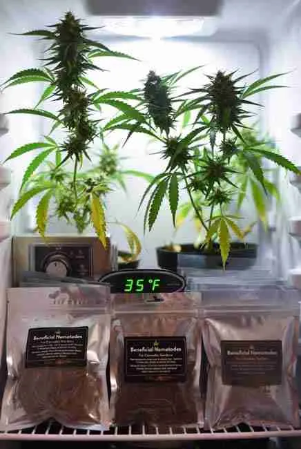 Close-up of beneficial nematodes for cannabis in sealed packages placed inside a fridge with temperature display showing ideal 35°F storage conditions for maximum viability