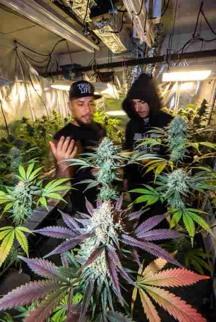 Runtz Cannabis Seeds breeders Ray Bama and Nick examining colorful frosty buds in 2017 Los Angeles grow room