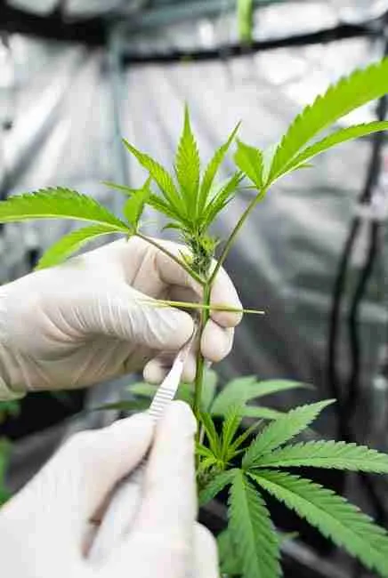 Gloved hands selecting and cutting young cannabis explants from healthy mother plant for home tissue culture cannabis explants and preserve genetics cannabis