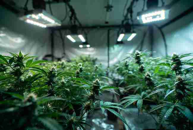 Healthy cannabis plants growing under bright LED lights in a modern indoor grow tent demonstrating crop steering cannabis techniques for bigger yields