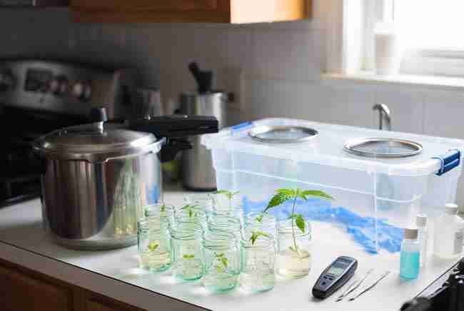 Home Tissue Culture for Cannabis: Propagate Unlimited Clones in Jars – Glass jars with green plantlets in home lab setup for cannabis micropropagation home and sterile cloning