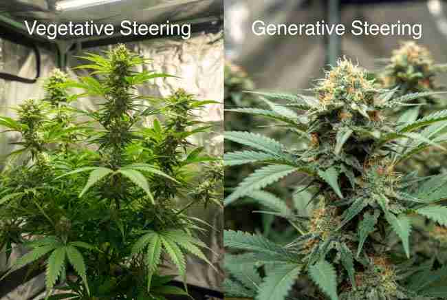 Side-by-side comparison of vegetative steering versus generative steering marijuana plants showing bushy veg growth next to dense flowering buds in crop steering cannabis