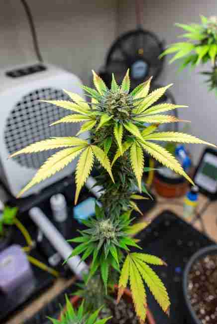 Runtz Cannabis plants showing spider mites prevention neem oil application dense buds humidity control and yellowing leaf removal in flower stage