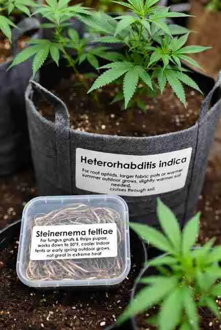 Close-up of Steinernema feltiae and Heterorhabditis indica beneficial nematodes in containers next to young cannabis plants in fabric pots highlighting suitability for fungus gnats in cool conditions and root aphids in warmer setups