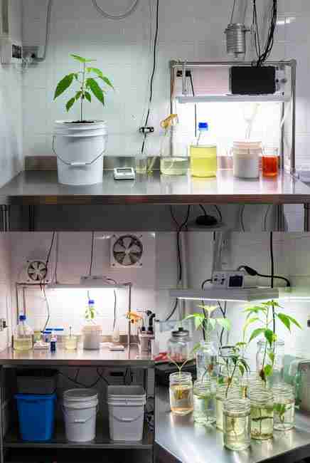 Grower combining Kratky method with home tissue culture to preserve elite cannabis mother plants for years in sterile jars, showing tiny culture vessels under LED lights alongside Kratky buckets for strain longevity and multiplication in 2026