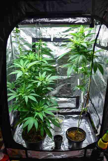 Indoor cannabis grower in a 4x4 tent holding steinernema feltiae beneficial nematodes package, displaying thriving plants with no wilting, stronger growth, and 20% higher bud weight after two applications for organic soil pest control