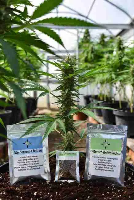 Comparison of Steinernema feltiae cannabis and Heterorhabditis indica marijuana packages placed in a greenhouse among healthy cannabis plants showing their different applications for cooler indoor vs warmer outdoor grows