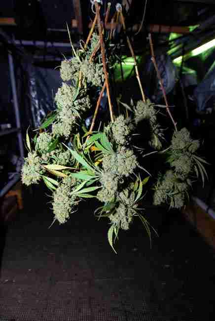 Runtz Cannabis Strain buds hanging upside down for drying in dark room at 60-65°F and 50-55% humidity for 7-10 days