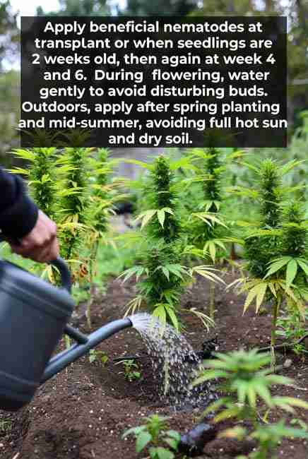 Grower gently watering beneficial nematodes solution around young cannabis plants in outdoor grow during spring and mid-summer timing, avoiding hot sun and dry soil for maximum effectiveness in organic cannabis cultivation