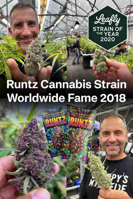 Runtz Cannabis Strain worldwide fame in 2018 with growers and celebrities holding vibrant phenotypes in LA indoor grow setup