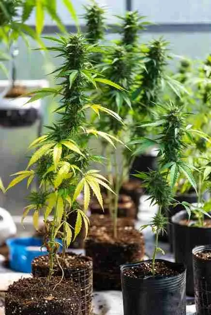 Close-up realistic images of key soil pests controlled by beneficial nematodes for cannabis: fungus gnat larvae, root aphids, thrips pupae, shore fly larvae, beetle grubs, and root weevils in organic cannabis soil