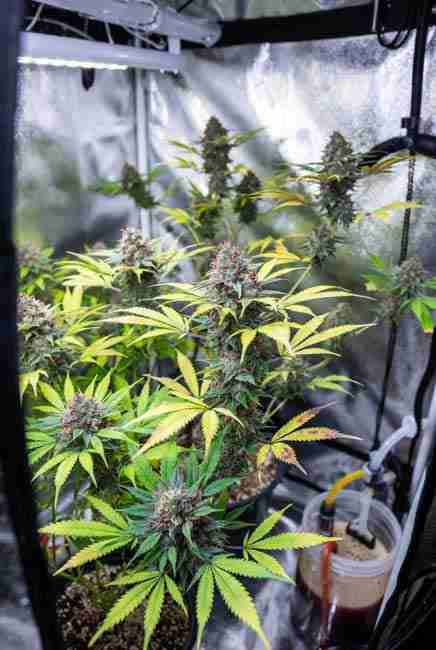 Healthy Runtz Cannabis Strain plants in tent demonstrating forgiving growth for beginners alongside dense buds needing humidity control