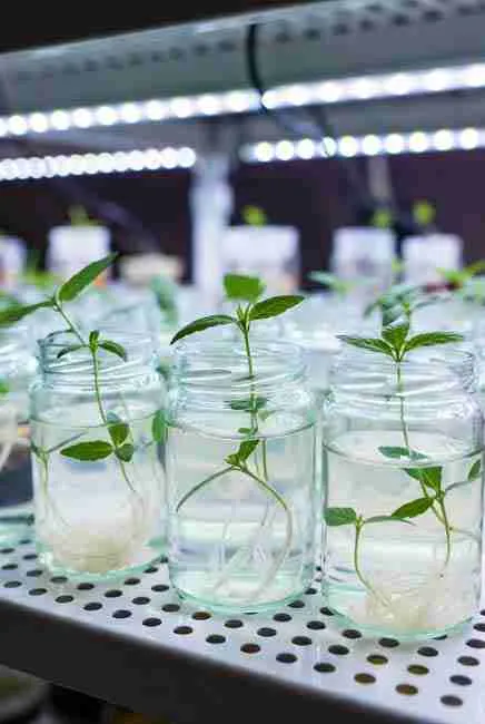 Healthy rooted cannabis plantlets growing strong in sterile tissue culture jars ready for multiplication and rooting stages of cannabis micropropagation home