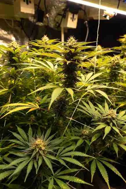Close-up of Sour Diesel flowering buds forming long spear-shaped structures with emerging trichomes and strong diesel aroma under HPS or LED lights