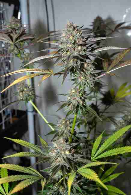 Runtz Cannabis Strain mid to late flowering buds fattening up with trellis support and milky trichomes in week 8-9 grow tent
