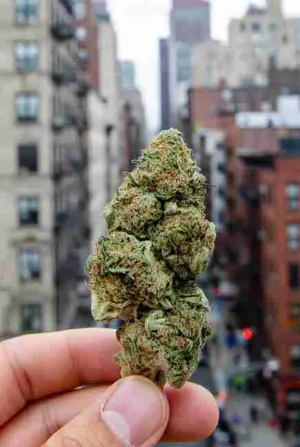Realistic close-up of dense Sour Diesel cannabis bud held against a New York City Manhattan skyline with tall apartment buildings in the background