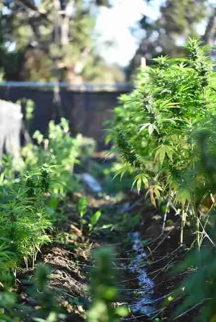 Healthy cannabis seedlings and vegetative stage plants in outdoor garden beds showing ideal timing for beneficial nematodes cannabis applications at transplant, 2 weeks old, week 4, and week 6 for organic soil pest prevention