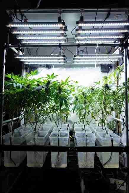 LED grow lights positioned 18-12 inches above Kratky method cannabis plants in passive hydroponics setup for beginner hydroponics without air stones, showing 200-400 watt panels in stable grow environment with 18/6 light cycle for autoflowers