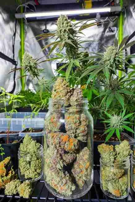 Fresh cured Runtz Cannabis Strain buds in glass jars on shelf with vibrant frosty nugs ready for harvest in grow environment