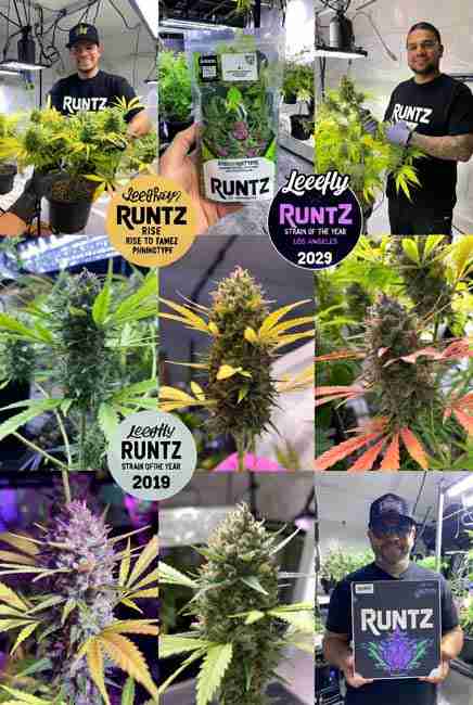 Leafly Strain of the Year 2020 Runtz Cannabis buds displayed by home growers in colorful outdoor and indoor cannabis gardens with packaging