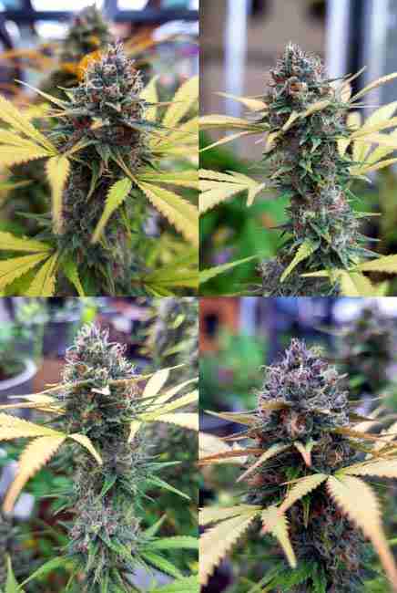 Runtz Cannabis Seeds pros and cons illustrated with frosty colorful buds showing high yields and bag appeal in indoor grow setup