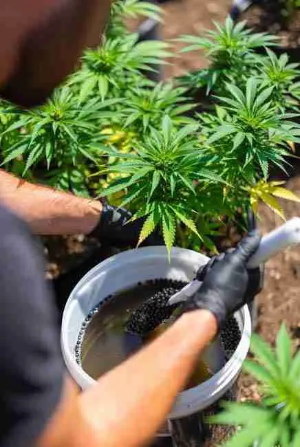 Close-up of hands in gloves mixing beneficial nematodes cannabis solution in a bucket with measured amounts for effective application around healthy cannabis plants in organic grow setup