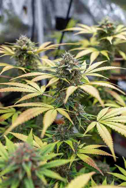 Runtz Cannabis buds forming in week 6 of flower showing initial trichome frost bloom nutrients and candy-like aroma in indoor setup