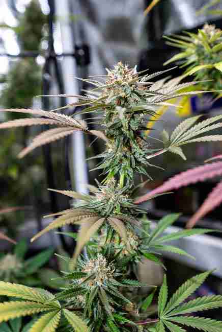 Runtz Cannabis plants ready for harvest showing dense colas heavy frost amber trichomes and final flush in realistic indoor setup