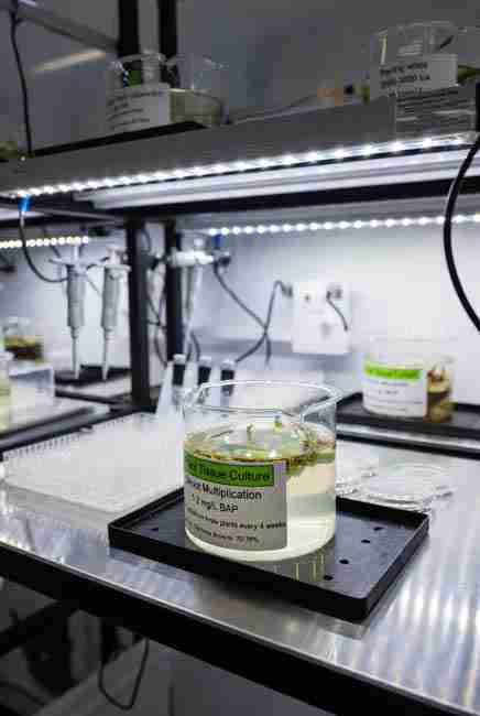 Cannabis tissue culture multiplication stage in home lab showing shoot proliferation with 1-2 mg/L BAP cytokinin hormone under 16-18 hours cool white LED lighting at 2000-3000 lux, 72-78°F temperature and 60-70% humidity for producing 4-8 new plants every 4 weeks