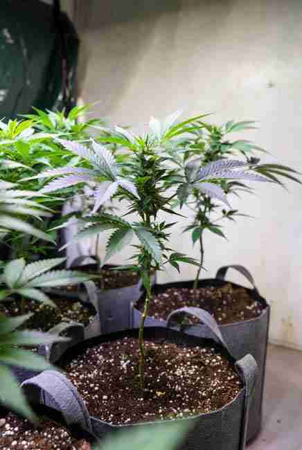 Runtz Cannabis Strain vegetative stage plants in 3-5 gallon fabric pots with low-stress training LST applied for even canopy