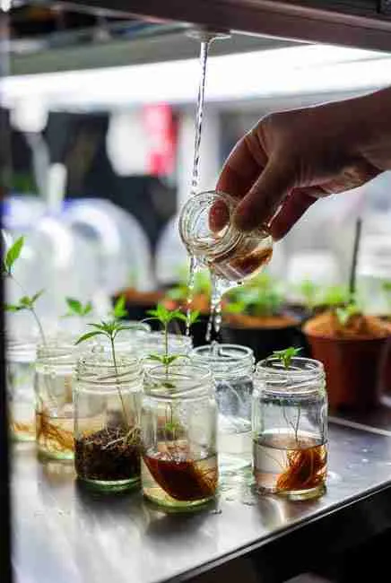 Transitioning cannabis tissue culture plantlets to soil by gently rinsing agar residue under lukewarm water from rooted explants in glass jars before planting in seedling mix or coco for successful hardening off