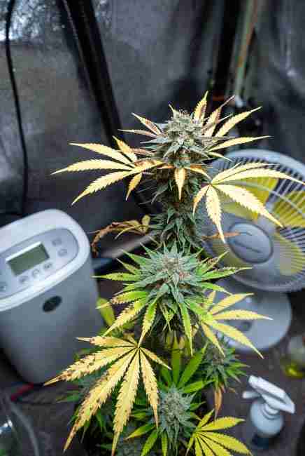 Runtz Cannabis Strain common grow challenges nutrient burn on leaf tips with flushing solution and fans in tent environment