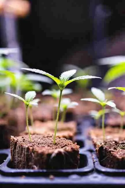 Cannabis Seedling sprouting in the spring time in soil cubes