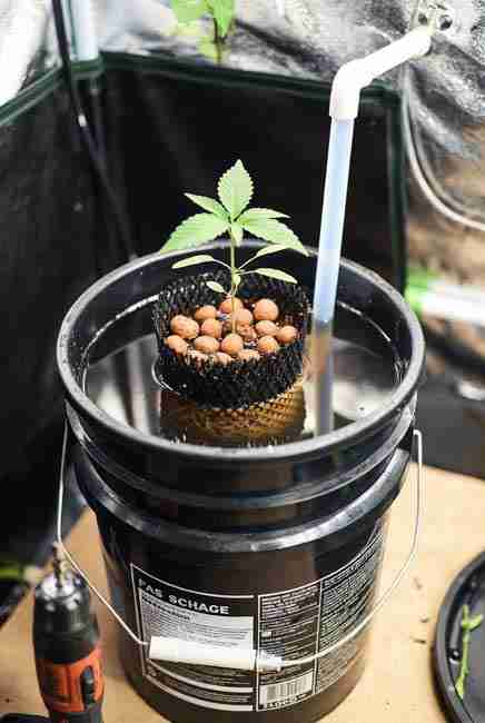 Step-by-step Kratky method setup showing black 5-gallon bucket with drilled lid, net pot containing seedling in clay pebbles, nutrient solution, and optional PVC fill tube for no pump hydroponics marijuana