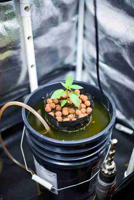Building passive hydroponics cannabis system in grow tent: young cannabis plant in net pot on black bucket lid with roots touching nutrient water, drill nearby, and simple top-off tube for Kratky cannabis setup 2026