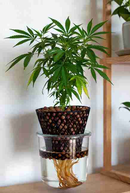 Healthy autoflowering cannabis plant thriving in Kratky passive hydroponics setup with no pumps or electricity, showing roots in nutrient solution for fast growth and high yields